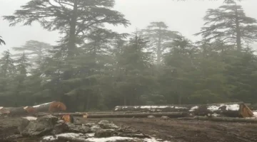 مطالب بوقف القطع.. مقترح لزراعة القنب بدلاً من أشجار الأرز في الحسيمة